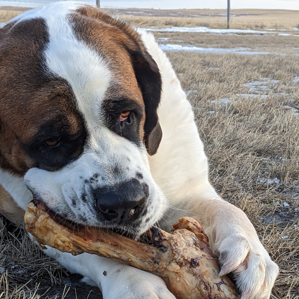 Medium Dog Pork Bone