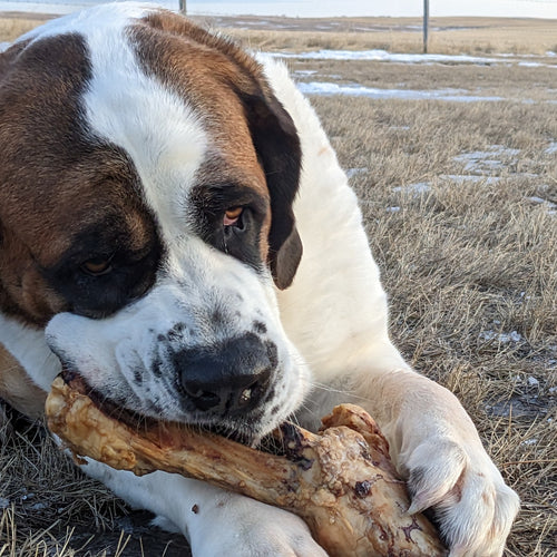 Medium Dog Pork Bone